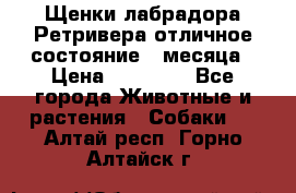 Щенки лабрадора Ретривера отличное состояние 2 месяца › Цена ­ 30 000 - Все города Животные и растения » Собаки   . Алтай респ.,Горно-Алтайск г.